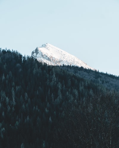 白雪皑皑的山峰横跨青松林